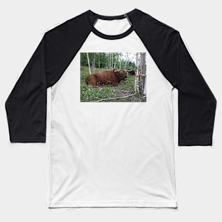 Scottish Highland Cattle Bull 1460 Baseball T-Shirt